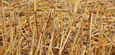 stubble-harvest-straw-agriculture-158198.jpeg