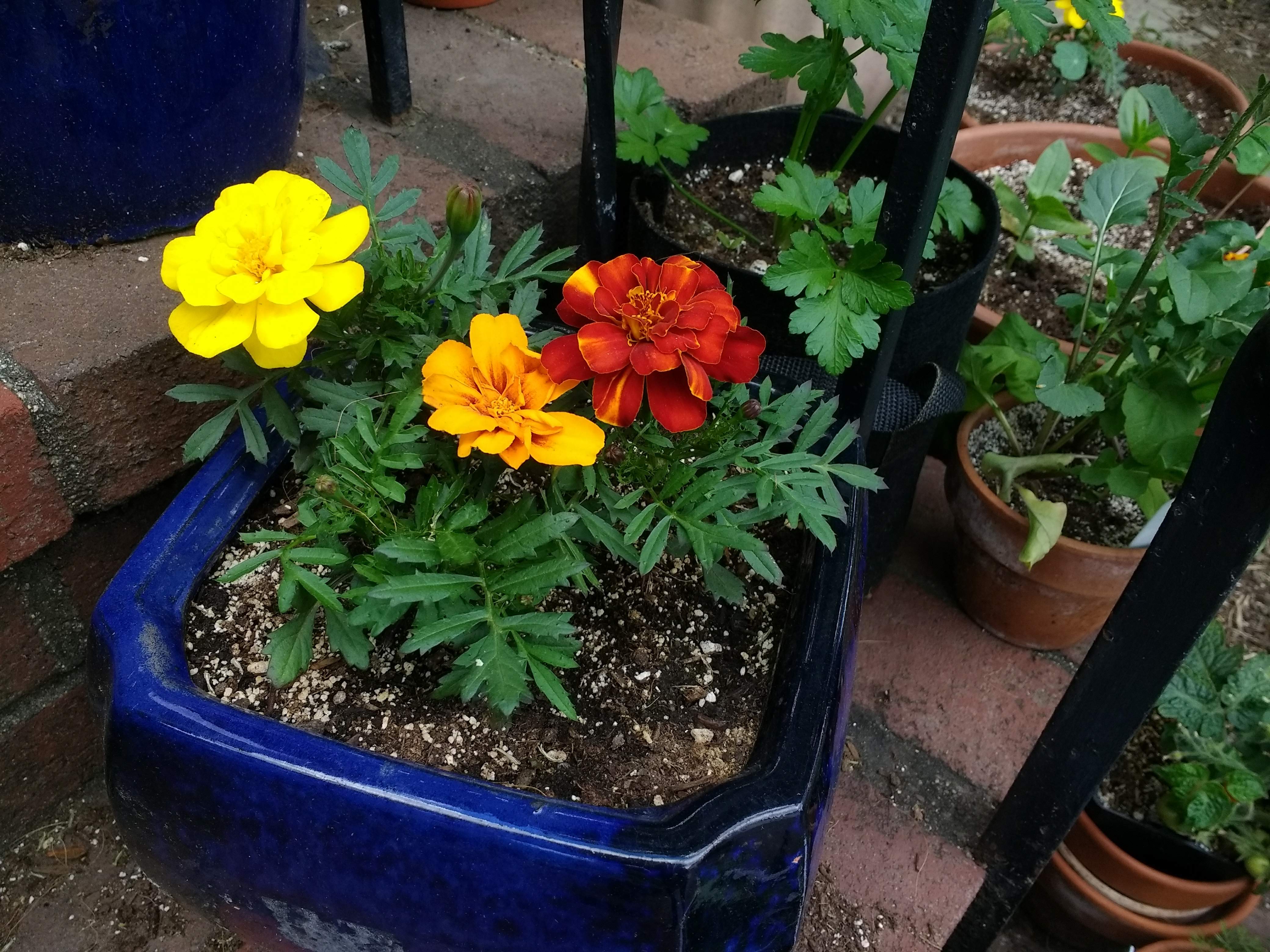 IMG_20200602_161709548_BURST000_COVER